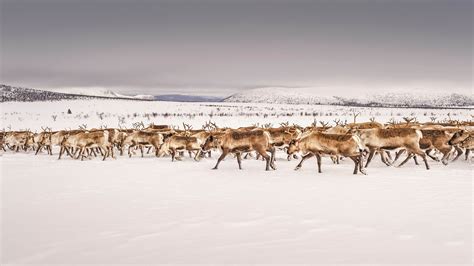 7 rewilding projects you can visit in Europe - Lonely Planet