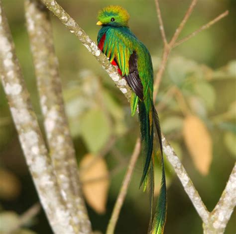 Beautiful Himalayan birds - XciteFun.net