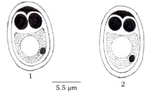 Camera Lucida Drawings Of Mature Spores Of Myxobolus Clariae Sp Nov