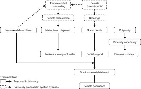 The Emergence Of Female Dominance In Spotted Hyaenas And Other Social