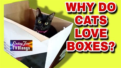 Reasons Why Do Cats Love Boxes Cat Cats Youtube