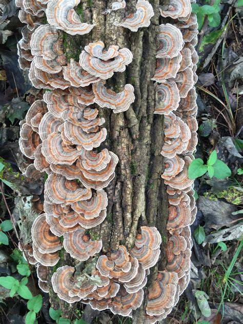 Turkey Tail Mushroom Tonic Herb Shop