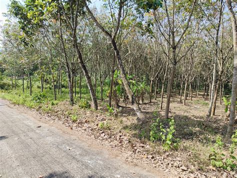 Agricultural Land Cent For Sale In Nooranad Alappuzha Rei