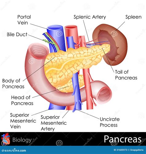 Pancreas Stock Vector Illustration Of Chart Body Human 31605973