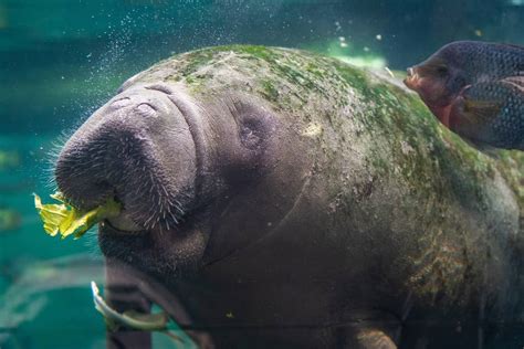 Discover 10 Amazing Zoos and Aquariums With Manatees - A-Z Animals