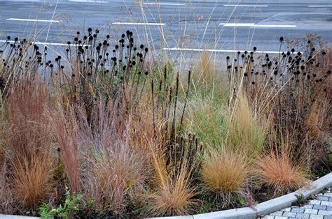 Landscaping With Native Grasses Of Montana — Good Natured Gardener