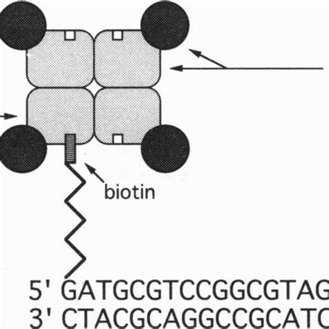 Schematic Of The Chimeric Protein Fusion Between Tetrameric Download Scientific Diagram