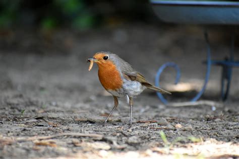 Why Birds Love Mealworms – Chirp Nature Center