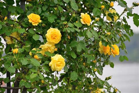 5 YELLOW CLIMBING ROSE Rosa Bush Vine Climber Fragrant Etsy