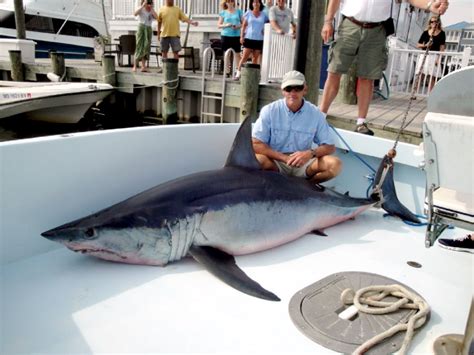 Longfin Mako Shark – "OCEAN TREASURES" Memorial Library