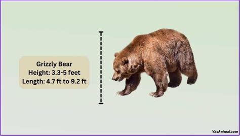 Grizzly Bear Size: How Big Are They? Compared With Others