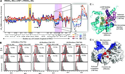 Enhanced Hydrolysis By CAMP Translocation In The PDE8 PKA RIa Complex