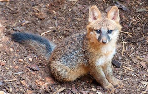 Grey Fox Kit