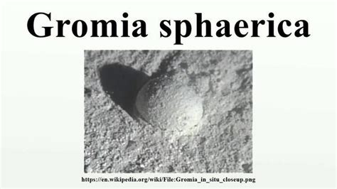 Gromia sphaerica - Alchetron, The Free Social Encyclopedia