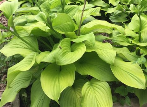 Blog.Sunset Hosta Farm.com: Hostas for Zone 9