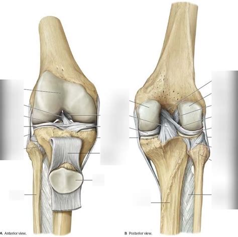 Knee Joint Diagram Quizlet