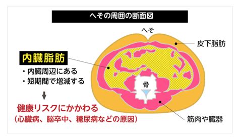 “内臓脂肪”が生活習慣病の原因に内臓脂肪の正しい理解と自分ごと化が重要 広告企画 ダイヤモンド・オンライン