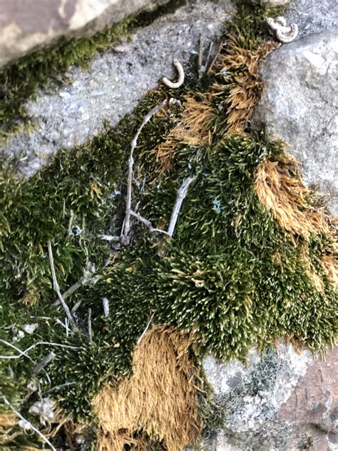 Moss identification help | Scrolller