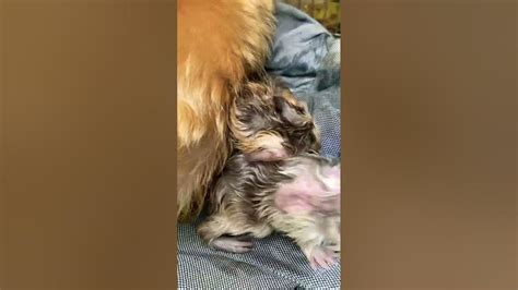 Guinea Pig Giving Birth Youtube