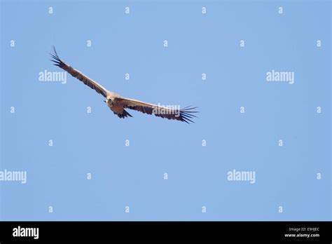 Griffon Vulture Soaring Over The Plains Of Castro Verde In Southern