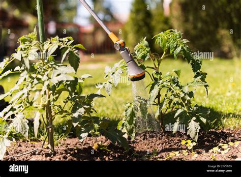 Watering Seedling Tomato Plant In Greenhouse Garden With Red Watering