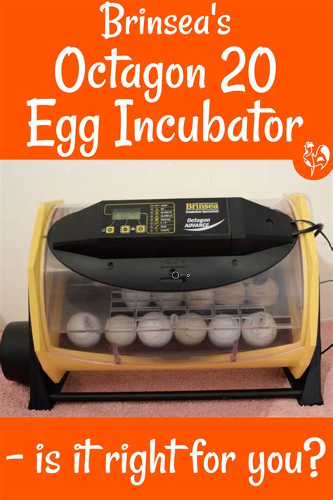 Brinsea S Egg Incubator The Octagon A Review