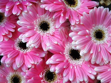 Margaridas Cor De Rosa Brilhantes Do Gerbera Imagem De Stock Imagem