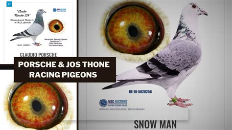 Porsche 911 And Jos Thone Super Racing Pigeons Bloodline In M And C