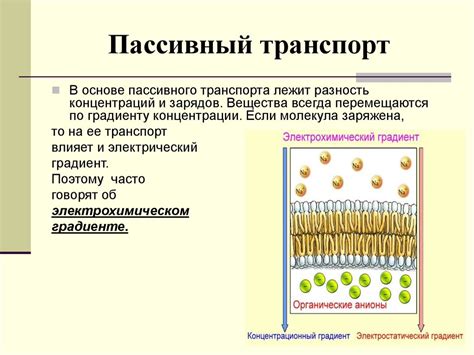 Строение мембран. Пассивный мембранный транспорт - презентация онлайн