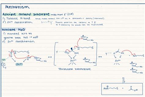 Biochem Exam Flashcards Quizlet