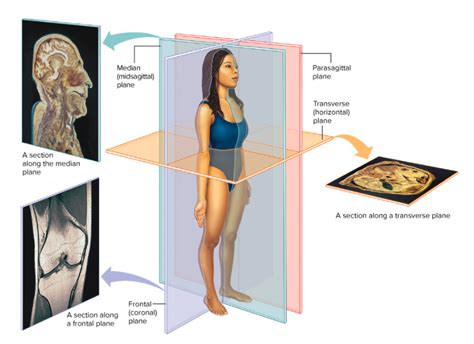 Body Planes Sections Diagram Quizlet