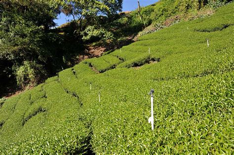 竹筏跟無人機載送的梨山新佳陽冬茶 廖長興茶業