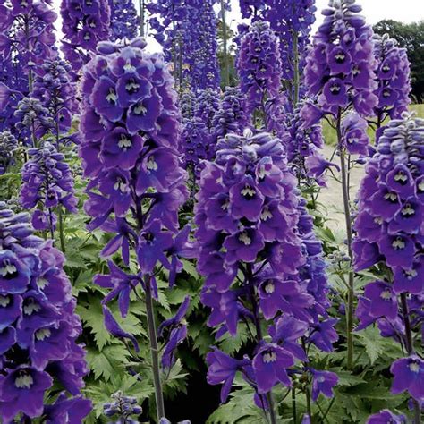 Delphinium Plant Dark Blue White Bee Perennial Back Of Border