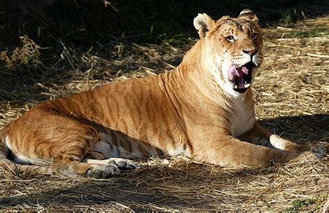 Top 164 + Tigon animal images - Lifewithvernonhoward.com