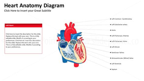 Cardiovascular System Powerpoint Premium Powerpoint Editable