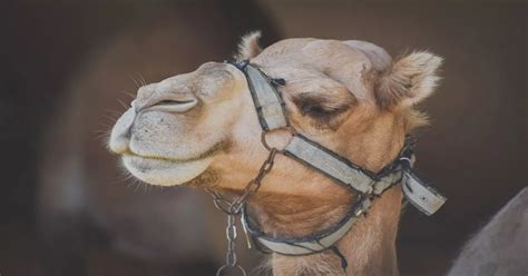 Curiosidades Sobre Los Camellos Que No Conoc As Marruecos