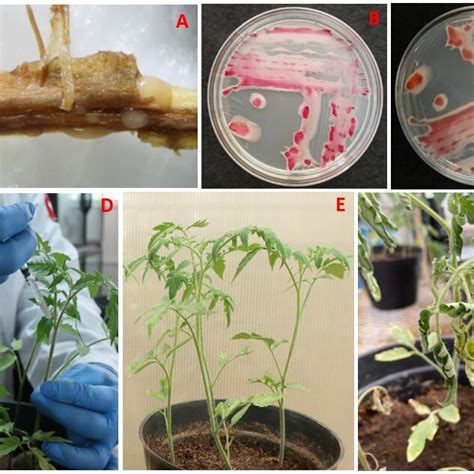 (PDF) First Report of Ralstonia pseudosolanacearum Causing Wilt Disease ... 