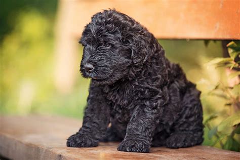 Black Russian Terrier Puppies Breeders