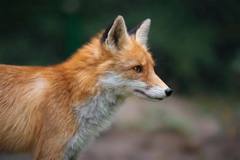 Retrato De Um Vulpes Do Vulpes Da Raposa Vermelha Imagem De Stock