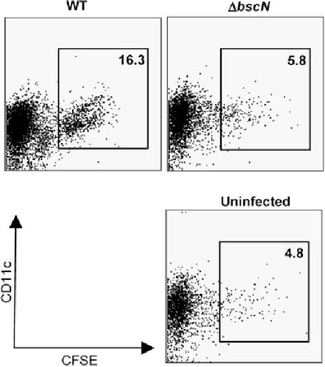 Figure From Bordetella Type Iii Secretion Modulates Dendritic Cell