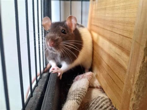 Adoption De Ratatouille Qnac Ind Finie Rat R Gion Bretagne