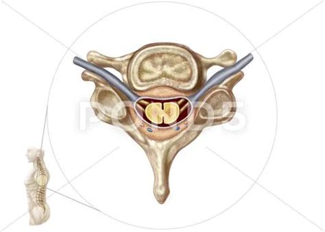 Anatomy of human vertebra. Stock Illustration ~ #52484460