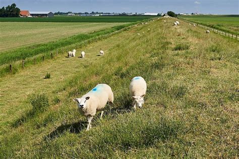 Nvwa Gebruik Het Duits Autogeen Vaccin Voor Blauwtong Niet