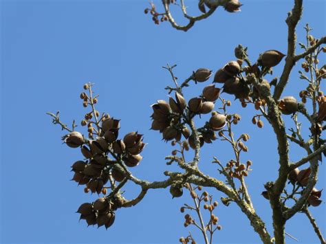 Vroege Vogels Foto Planten Zaaddozen Van De Anna Paulowna