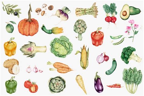 Vector de colección vegetal dibujado a mano Vector Gratis