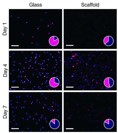 Representative Ki67 Immunofluorescent Images The Same Image