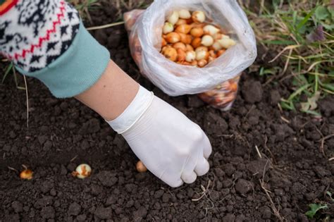 Kiedy I Po Czym Sadzi Cebul To Najlepszy Czas Na Sadzenie Cebuli