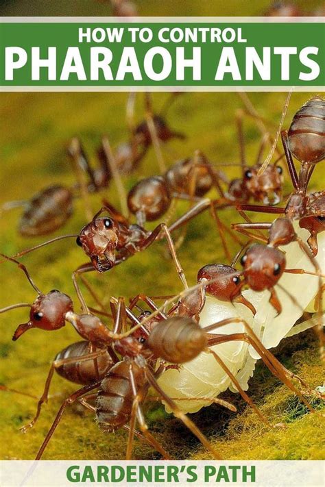 Natural Methods To Eliminate Invasive Pharaoh Ants