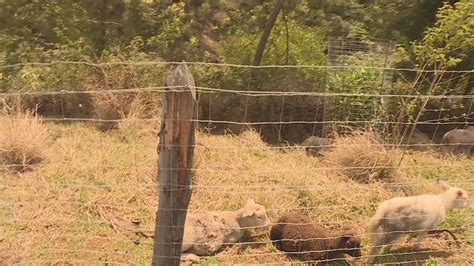 Trois Bassins Nouvelle Attaque De Chiens Errants Dans Une Ferme