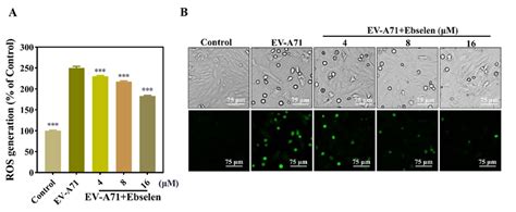 Ebselen Inhibits Ros Generation In Vero Cells Infected With Ev A71 A